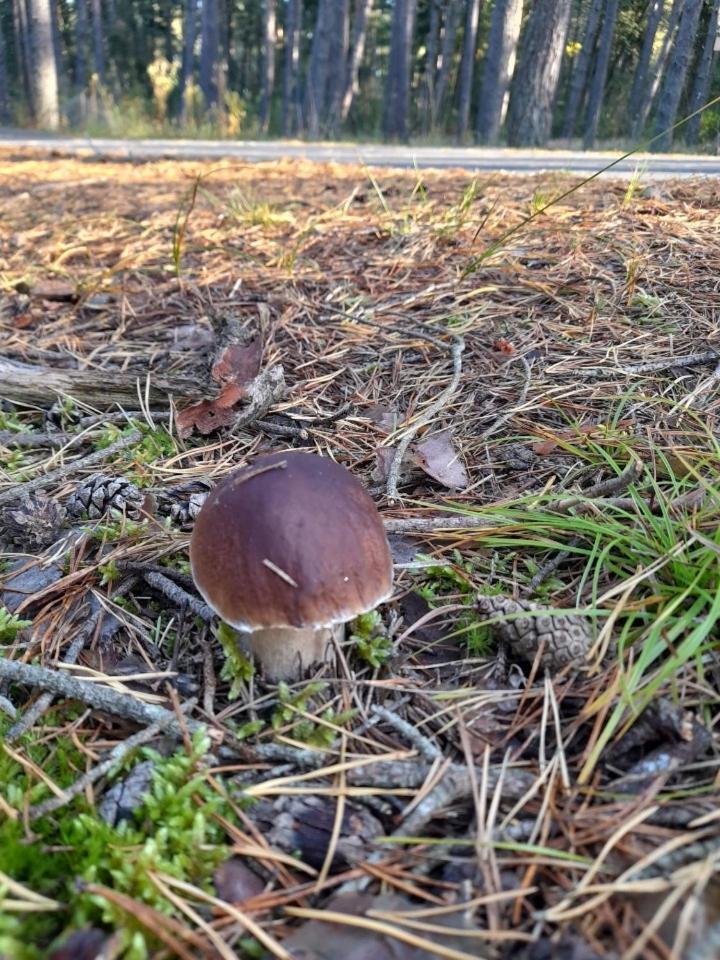 Sosnowka - Domki Nad Morzem Kopalino Eksteriør bilde
