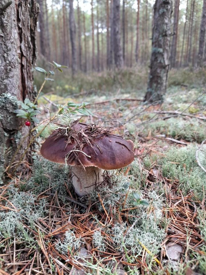 Sosnowka - Domki Nad Morzem Kopalino Eksteriør bilde