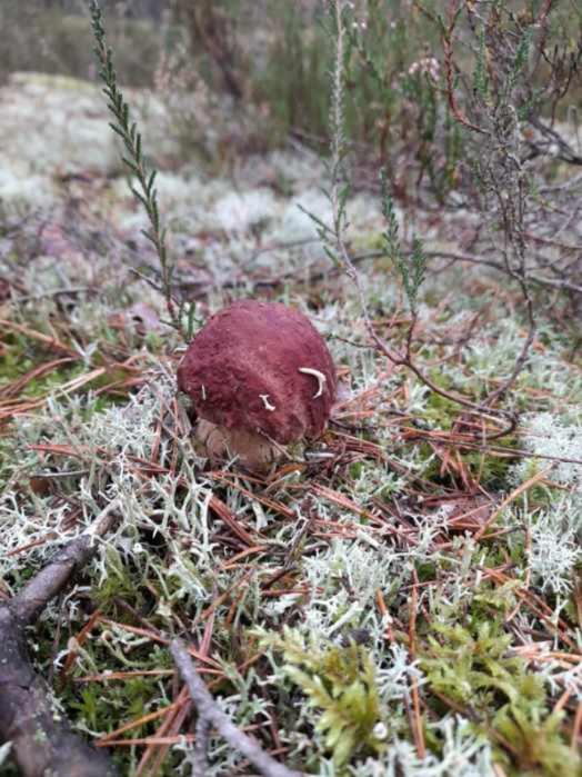 Sosnowka - Domki Nad Morzem Kopalino Eksteriør bilde