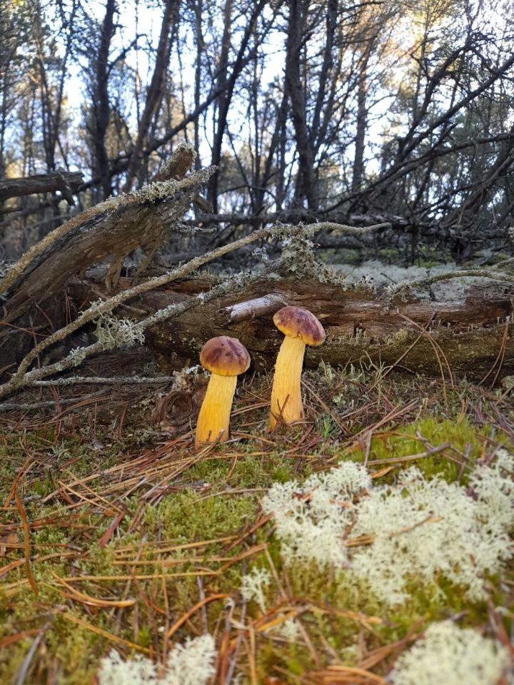 Sosnowka - Domki Nad Morzem Kopalino Eksteriør bilde