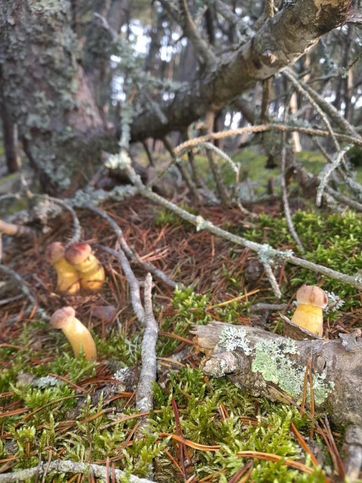 Sosnowka - Domki Nad Morzem Kopalino Eksteriør bilde