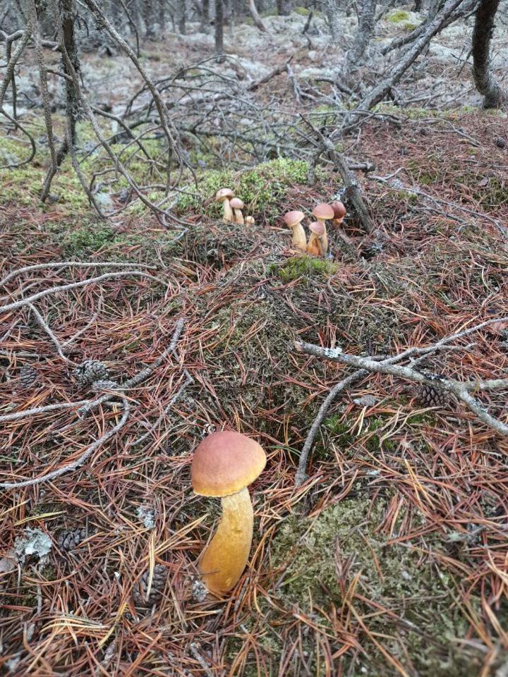 Sosnowka - Domki Nad Morzem Kopalino Eksteriør bilde