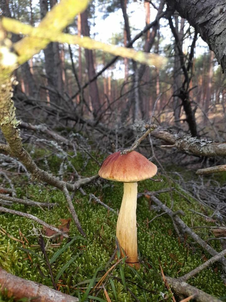 Sosnowka - Domki Nad Morzem Kopalino Eksteriør bilde
